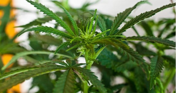 The Cannabis Light Cycle