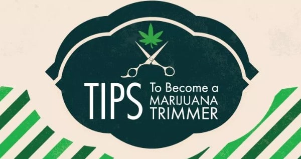 Trimmer Or Budtender Job In Alaska