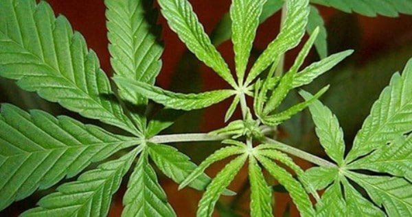 Vegetation stage
