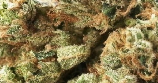 X-File Medical