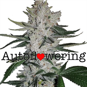 Gorilla Glue Autoflowers