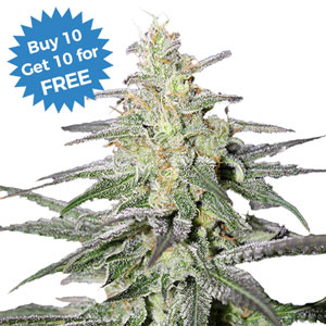 Super Silver Haze Seeds
