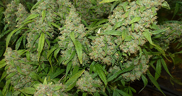 When And How To Harvest Marijuana Plants
