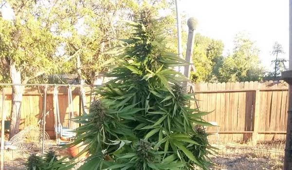 Alaska Thunder Grape Strain Effect