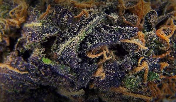Blueberry Strain