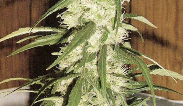 Bronze Whaler Strain Growing