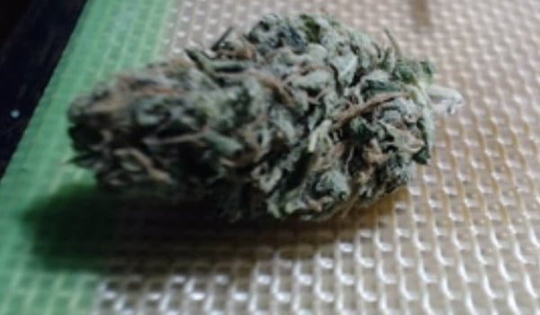 Buddhas Hand Strain Effects