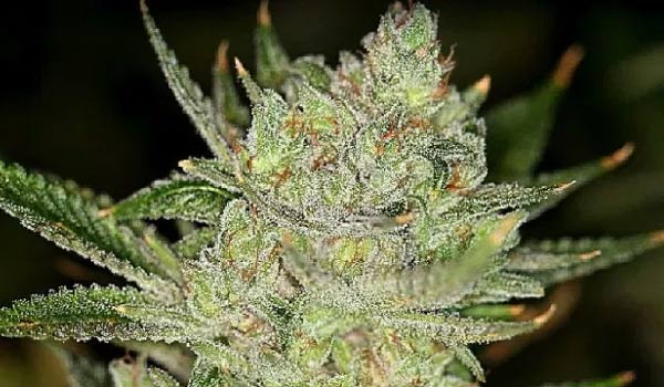 Buddhas Hand Strain Medical
