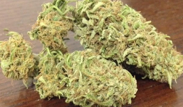 Chronic Thunder Strain Growing