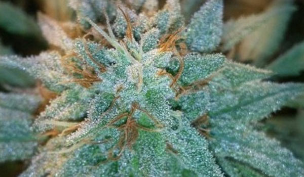 Chronic Thunder Strain Medical