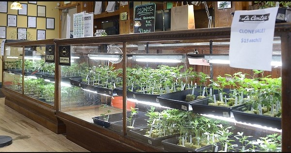 Clones for sale for $15,- each at La Conte's clone bar in Denver.