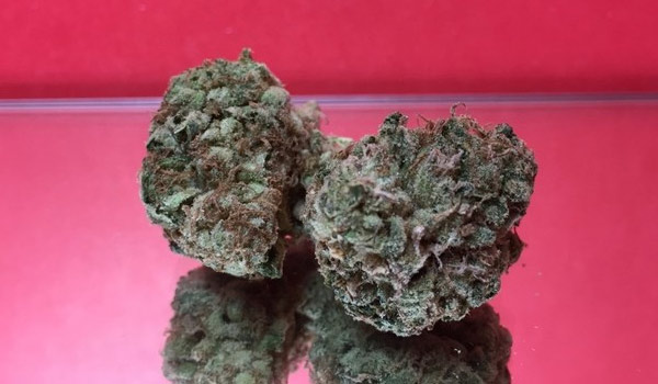 Doox Strain Growing