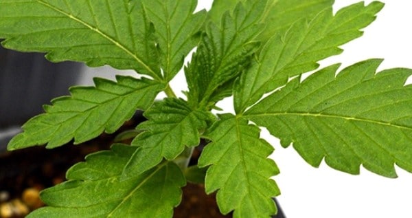 First leaves - day 12