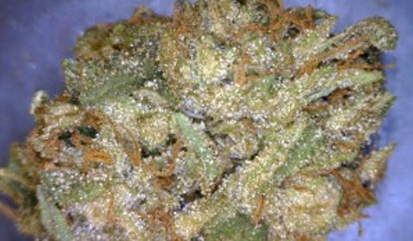 Go Time Strain Medical