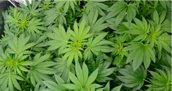 Grow Schedule For Soil Growers