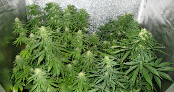 Ideal Temperature For Marijuana Plants
