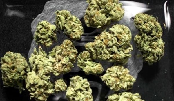 Jamba Juice Strain Medical