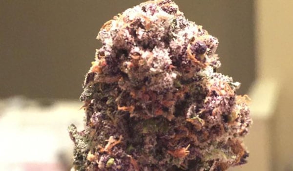 Jamba Juice Strain Growing