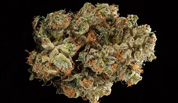 Mai Tai Cookies Strain Growing
