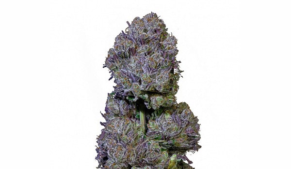 Mai Tai Cookies Strain Medical