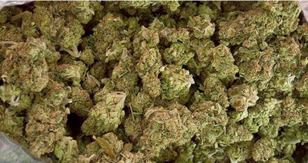 How Much Marijuana Can I Yield Per Plant? A Pound!