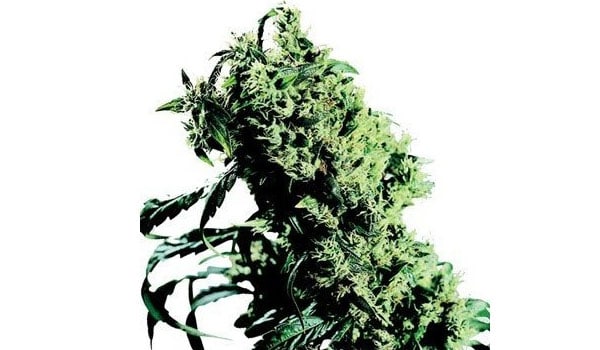 Northern Lights #5 x Haze Strain