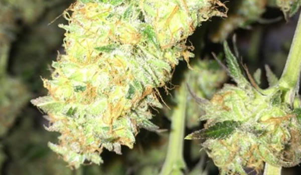 Purple Bud Strain Effects