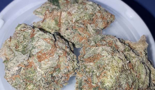 Rob Ford Kush Strain Effects