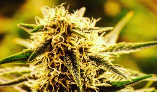 Titans Haze Strain Growing
