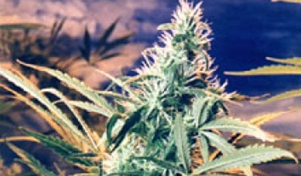 Titans Haze Strain Medical