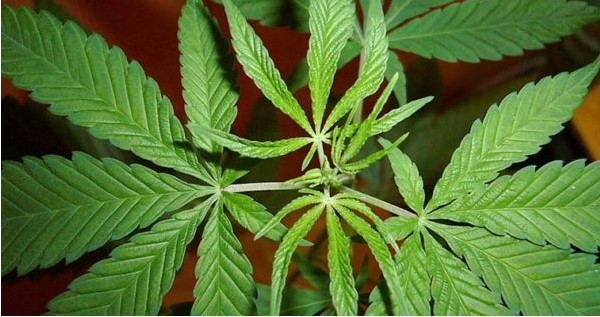 Vegetative Stage