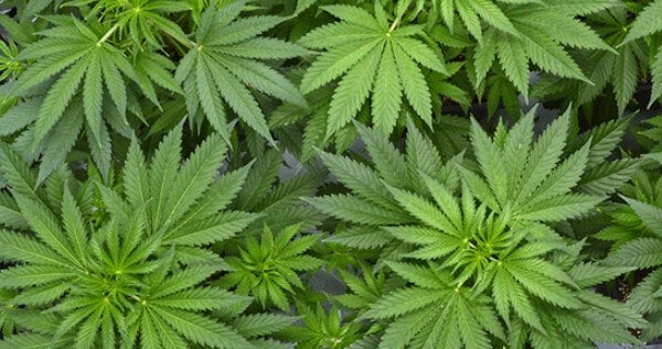 Vegetative stage into flowering stage