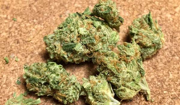 Venus OG Strain Effects