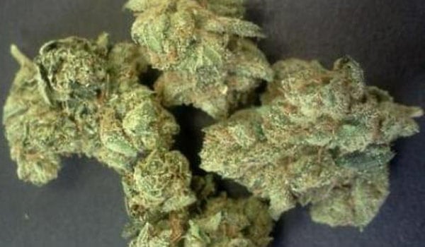 Venus OG Strain Reactions