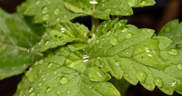 Watering during vegetative stage is very important