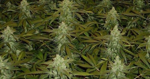 When to stop fertilizing