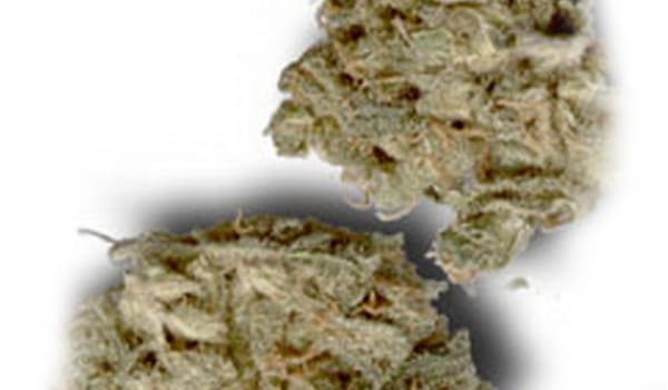 White Smurf Strain Growing