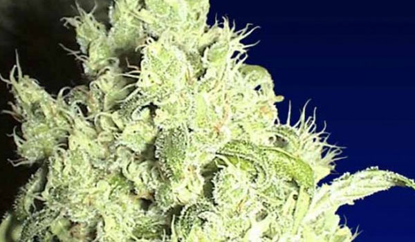 White Smurf Strain Medical