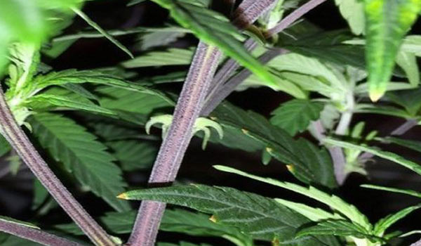 Why Some Marijuana Plant Stems Are Purple Cannabis Purple Stems 
