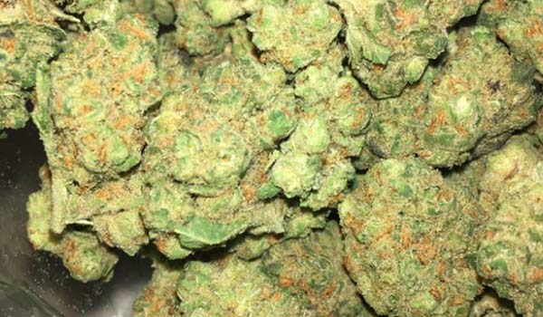 Alaska Thunder Grape Strain Adverse Reactions