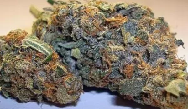 Alaska Thunder Grape Strain Medical
