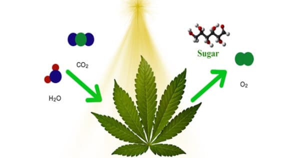 Photosynthesis