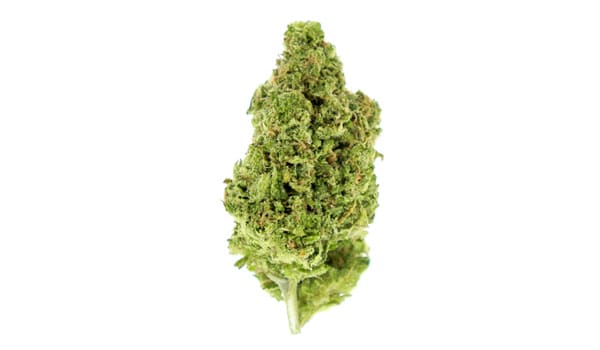 Queso Strain Effects