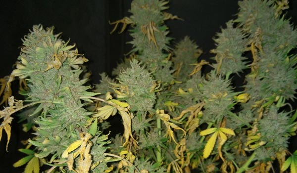 queso-strain-growing
