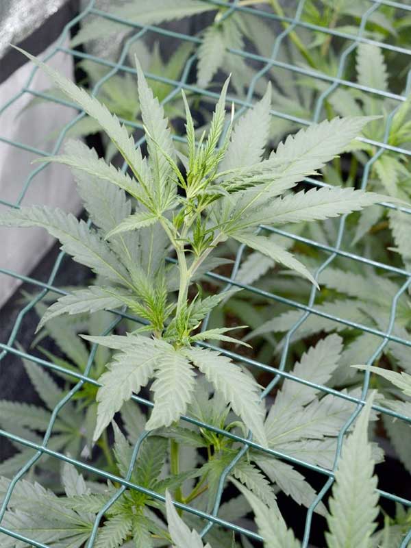 How Much Marijuana Can One Plant Produce? ILGM