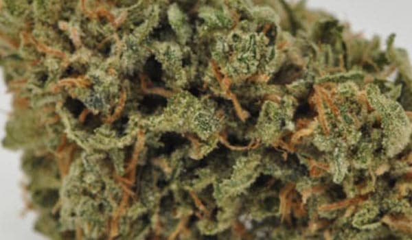 Super skunk strain