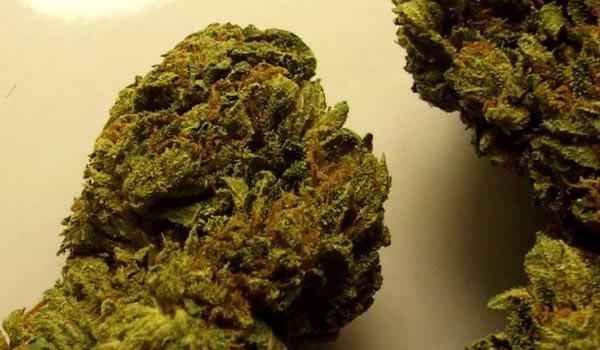 Azure Haze Strain Effects