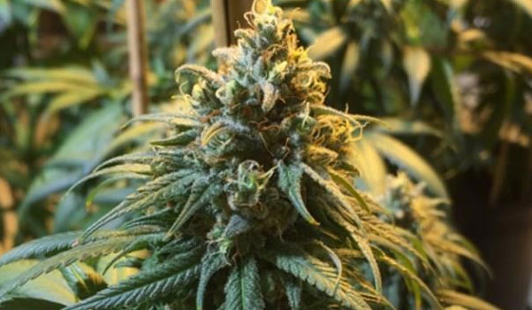 Azure Haze Strain Reactions