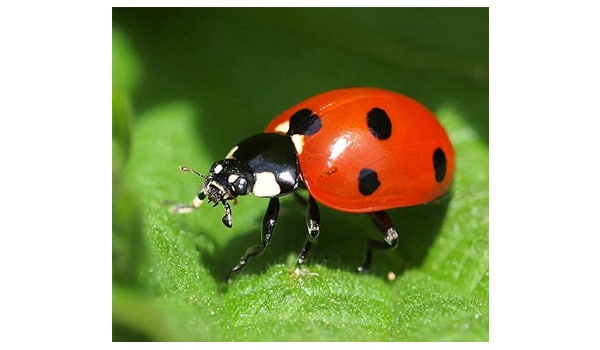 Beating mold and pests without chemicals
