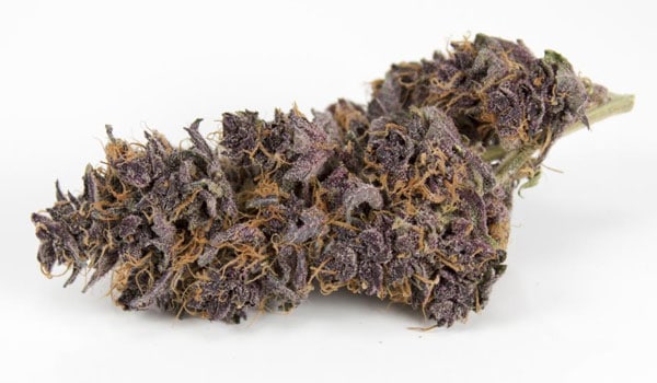 Black Cherry Cheescake Medical